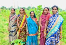 कमार महिलाओं ने बिहान समूह से जुड़कर बाड़ी व नर्सरी व्यवसाय से बढ़ाई आमदनी, 6 माह में हुई 30 हजार तक की कमाई…
