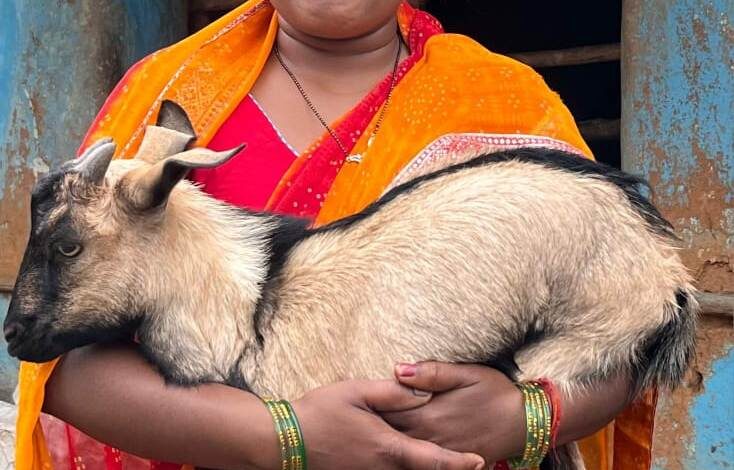 आत्मनिर्भरता की मिसाल : बकरी पालन से सविता रजक बनीं ग्रामीण महिलाओं की प्रेरणा….