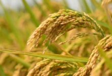 धान फसल कीट-व्याधि के संबंध में किसानों को सामयिक सलाह….