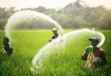 प्रदेश के किसानों को अब तक 8.35 लाख मीट्रिक टन रासायनिक खाद वितरित….