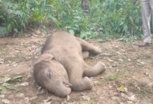 तालाब में डूबने से हाथी शावक की मौत, वन विभाग में मचा हड़कंप