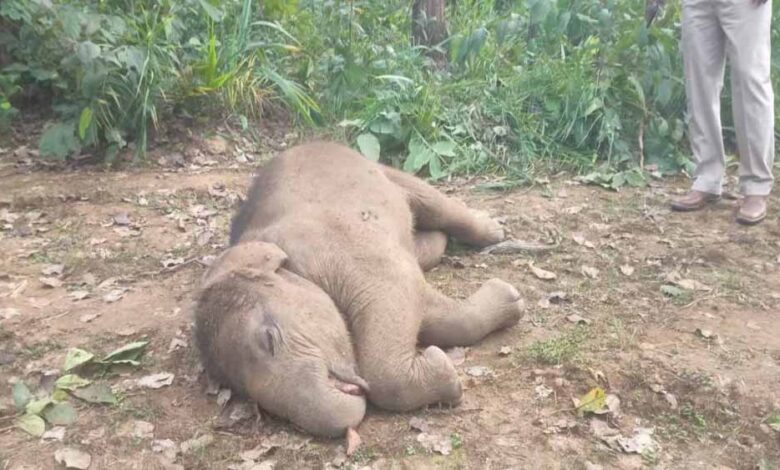 तालाब में डूबने से हाथी शावक की मौत, वन विभाग में मचा हड़कंप तालाब में डूबने से हाथी शावक की मौत, वन विभाग में मचा हड़कंप