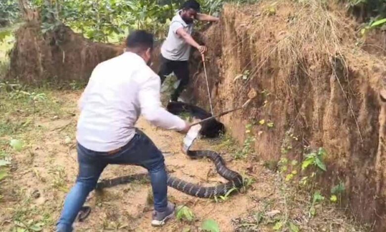धरती पर दानव! कैमरे में कैद हुआ अब तक का सबसे लंबा सांप, गांव में मचा हड़कंप