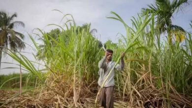 दीपावली से पहले किसानों के चेहरे खिले, गन्ना उत्पादकों को 5.98 करोड़ का तोहफा दीपावली से पहले किसानों के चेहरे खिले, गन्ना उत्पादकों को 5.98 करोड़ का तोहफा