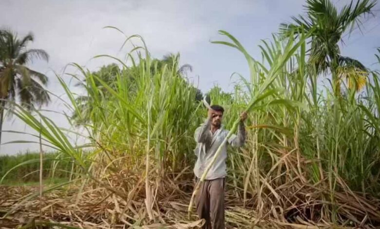दीपावली से पहले किसानों के चेहरे खिले, गन्ना उत्पादकों को 5.98 करोड़ का तोहफा दीपावली से पहले किसानों के चेहरे खिले, गन्ना उत्पादकों को 5.98 करोड़ का तोहफा