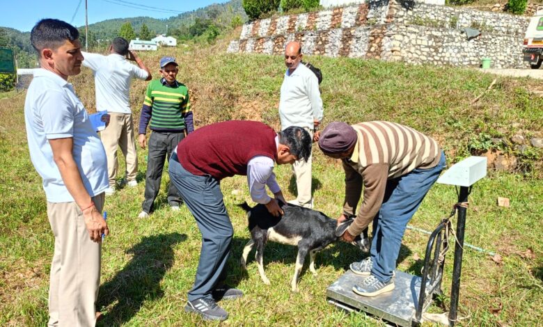 उत्तराखंड: वोकल फॉर लोकल, चिकन मटन की आपूर्ति से किसान बन रहे मालामाल उत्तराखंड: वोकल फॉर लोकल, चिकन मटन की आपूर्ति से किसान बन रहे मालामाल
