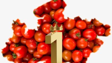 टमाटर उत्पादन में देश में नंबर-1 है मध्यप्रदेश टमाटर उत्पादन में देश में नंबर-1 है मध्यप्रदेश