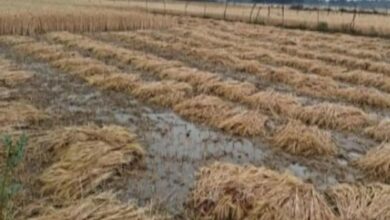 मध्य प्रदेश में बेमौसम बारिश, सोयाबीन, गेहूं और अन्य फसलों को भारी नुकसान मध्य प्रदेश में बेमौसम बारिश, सोयाबीन, गेहूं और अन्य फसलों को भारी नुकसान