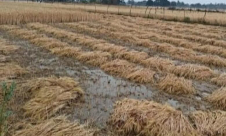 मध्य प्रदेश में बेमौसम बारिश, सोयाबीन, गेहूं और अन्य फसलों को भारी नुकसान