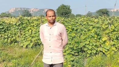 बरबट्टी और खीरा की खेती से आत्मनिर्भर बने बाह्मनपाली के किसान राज कुमार साहू…. बरबट्टी और खीरा की खेती से आत्मनिर्भर बने बाह्मनपाली के किसान राज कुमार साहू….