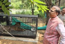बाघिन ‘बिजली’ का होगा जामनगर में इलाज: वन मंत्री केदार कश्यप के निर्देश पर की गई विशेष पहल….