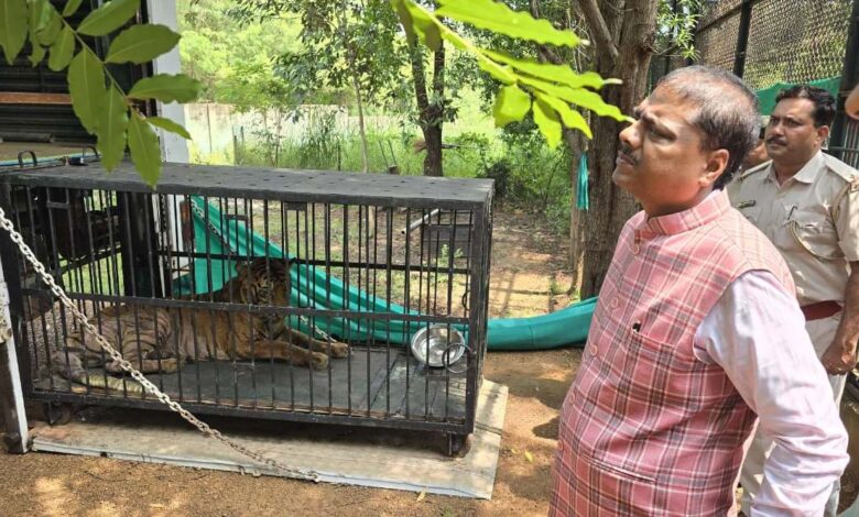 बाघिन ‘बिजली’ का होगा जामनगर में इलाज: वन मंत्री केदार कश्यप के निर्देश पर की गई विशेष पहल….