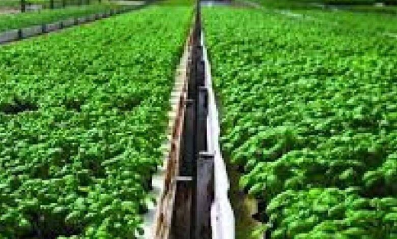 खंडवा जिले की उद्यानिकी फसलों के लिये उद्यमियों से परियोजना प्रस्ताव आमंत्रित खंडवा जिले की उद्यानिकी फसलों के लिये उद्यमियों से परियोजना प्रस्ताव आमंत्रित