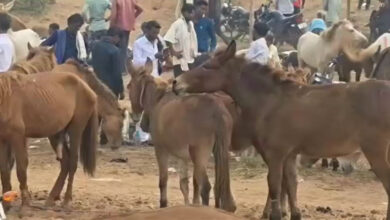 मंदाकिनी तट पर ऐतिहासिक गधा मेला बना आकर्षण का केंद्र मंदाकिनी तट पर ऐतिहासिक गधा मेला बना आकर्षण का केंद्र