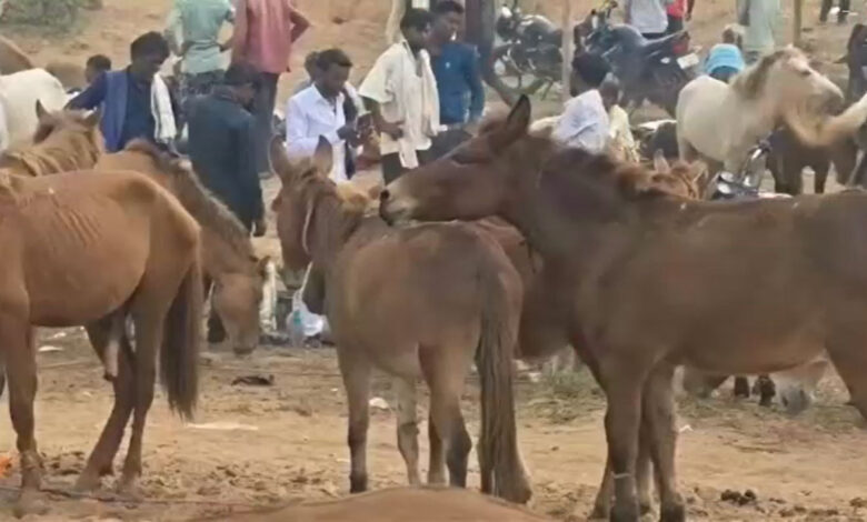 मंदाकिनी तट पर ऐतिहासिक गधा मेला बना आकर्षण का केंद्र मंदाकिनी तट पर ऐतिहासिक गधा मेला बना आकर्षण का केंद्र