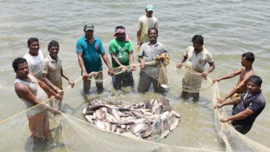 आत्मनिर्भरता और आर्थिक स्थिरता का मजबूत आधार बना-मत्स्य पालन: ग्रामीण समृद्धि की नई पहचान, तकनीक और परिश्रम से तरक्की की सफर….