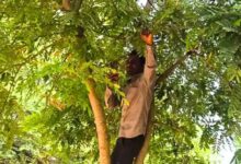 एमपी शिक्षक ने पेड़ पर चढ़कर किया ई-अटेंडेंस, नेटवर्क की समस्या ने बढ़ाई परेशानी