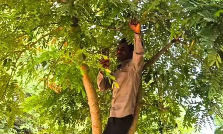 एमपी शिक्षक ने पेड़ पर चढ़कर किया ई-अटेंडेंस, नेटवर्क की समस्या ने बढ़ाई परेशानी एमपी शिक्षक ने पेड़ पर चढ़कर किया ई-अटेंडेंस, नेटवर्क की समस्या ने बढ़ाई परेशानी