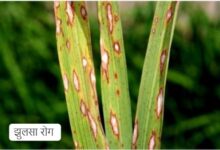 धान की फसलों में रोग व कीट प्रकोप से बचाव के लिए कृषि विशेषज्ञों ने दी सलाह….