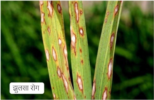 धान की फसलों में रोग व कीट प्रकोप से बचाव के लिए कृषि विशेषज्ञों ने दी सलाह…. धान की फसलों में रोग व कीट प्रकोप से बचाव के लिए कृषि विशेषज्ञों ने दी सलाह….