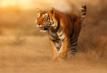 स्टेट टाइगर स्ट्राइक फोर्स मध्यप्रदेश के  सरोठिया को मिला अंतर्राष्ट्रीय अवॉर्ड