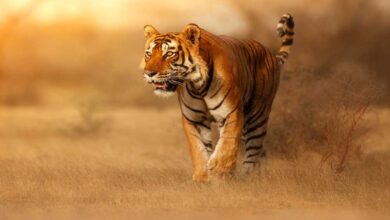 स्टेट टाइगर स्ट्राइक फोर्स मध्यप्रदेश के  सरोठिया को मिला अंतर्राष्ट्रीय अवॉर्ड स्टेट टाइगर स्ट्राइक फोर्स मध्यप्रदेश के  सरोठिया को मिला अंतर्राष्ट्रीय अवॉर्ड