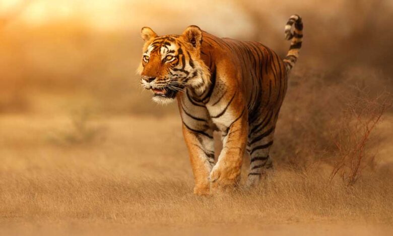 स्टेट टाइगर स्ट्राइक फोर्स मध्यप्रदेश के सरोठिया को मिला अंतर्राष्ट्रीय अवॉर्ड स्टेट टाइगर स्ट्राइक फोर्स मध्यप्रदेश के सरोठिया को मिला अंतर्राष्ट्रीय अवॉर्ड