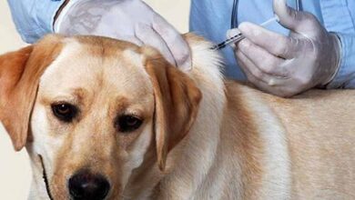 कैनाइन डिस्टेंपर वायरस से बचाव: चीतों-बाघों की सुरक्षा के लिए कुत्तों का होगा टीकाकरण