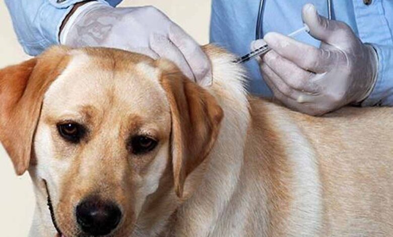 कैनाइन डिस्टेंपर वायरस से बचाव: चीतों-बाघों की सुरक्षा के लिए कुत्तों का होगा टीकाकरण