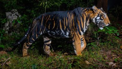 इंदौर जू में नए साल में आएगा ब्लैक टाइगर, मेलानिस्टिक और व्हाइट टाइगर की मेटिंग से उम्मीद