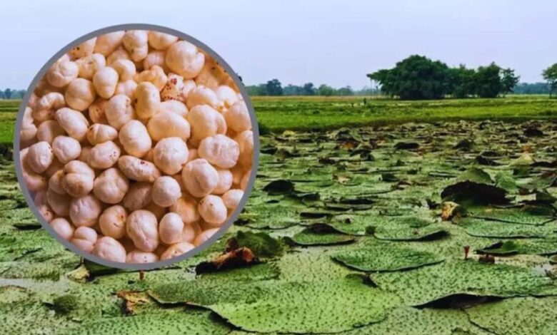 बिहार मॉडल पर मध्यप्रदेश में मखाना खेती, 4 जिलों में शुरू होगा पायलट प्रोजेक्ट