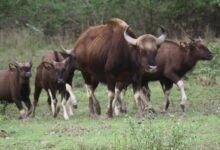 कान्हा नेशनल पार्क में आएंगे असम के वाइल्ड बफेलो, टाइगर रिजर्व में बढ़ेगा वाइल्डलाइफ रोमांच