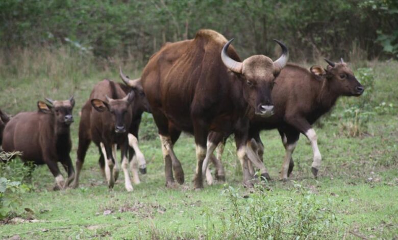 कान्हा नेशनल पार्क में आएंगे असम के वाइल्ड बफेलो, टाइगर रिजर्व में बढ़ेगा वाइल्डलाइफ रोमांच