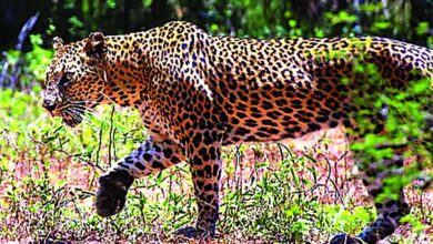 400 के.वी. सबस्टेशन इंदौर में घुसे तेंदुए को बहादुरी से पकड़ा, ट्रांसको टीम की सतर्कता और साहस से टला बड़ा हादसा