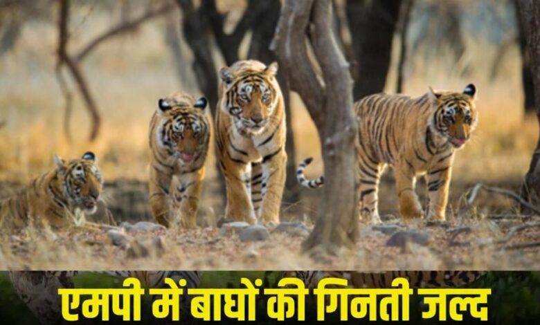 MP में बाघ गणना 2026 शुरू: टाइगर रिजर्व में लगाए जाएंगे 562 कैमरा ट्रैप, पूरी प्रक्रिया होगी पेपरलेस
