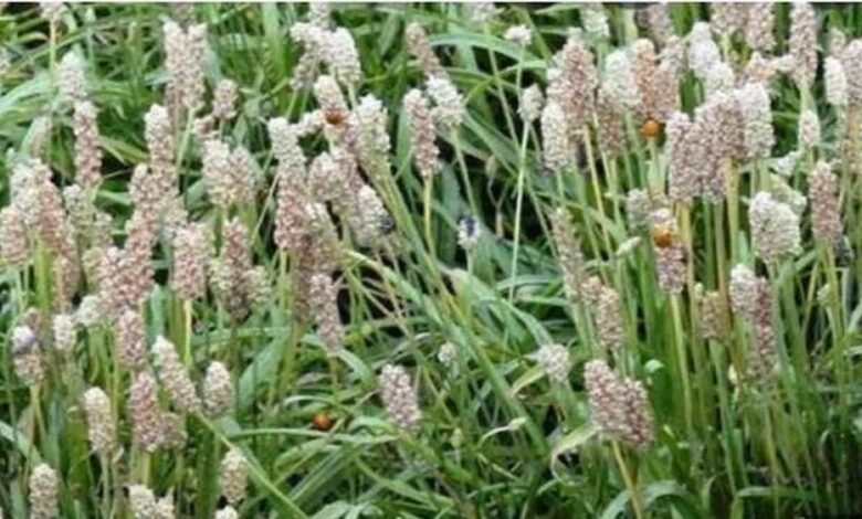 मध्यप्रदेश देश में अग्रणी: 46 हजार हेक्टेयर से अधिक क्षेत्र में उगती ईसबगोल और अश्वगंधा