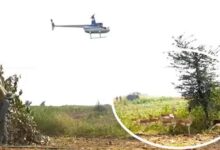 हेलीकॉप्टर और बोमा से कृष्ण मृगों और नीलगायों को पकड़ने का अभियान जारी