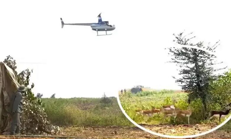 हेलीकॉप्टर और बोमा से कृष्ण मृगों और नीलगायों को पकड़ने का अभियान जारी हेलीकॉप्टर और बोमा से कृष्ण मृगों और नीलगायों को पकड़ने का अभियान जारी