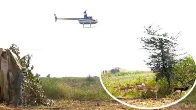 हेलीकॉप्टर और बोमा से कृष्ण मृगों और नीलगायों को पकड़ने का अभियान जारी