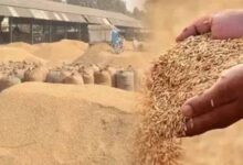 गौरेला पेंड्रा मरवाही : धान खरीदी के पहले दिन दो केंद्रों में आठ किसानों ने बेचा 506.80 क्विंटल धान गौरेला पेंड्रा मरवाही : धान खरीदी के पहले दिन दो केंद्रों में आठ किसानों ने बेचा 506.80 क्विंटल धान