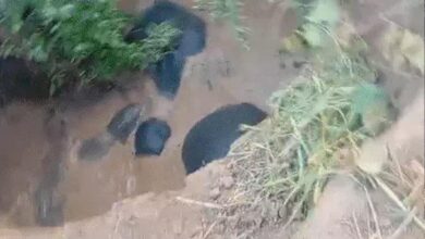 छत्तीसगढ़: कुएं में फंसे 3 हाथी, 8 घंटे बाद जेसीबी से रास्ता बनाकर निकाले गए, एक शावक भी शामिल