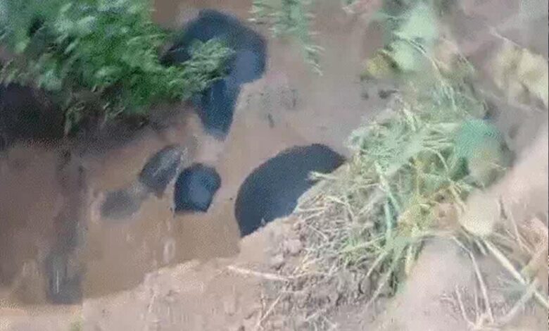 छत्तीसगढ़: कुएं में फंसे 3 हाथी, 8 घंटे बाद जेसीबी से रास्ता बनाकर निकाले गए, एक शावक भी शामिल