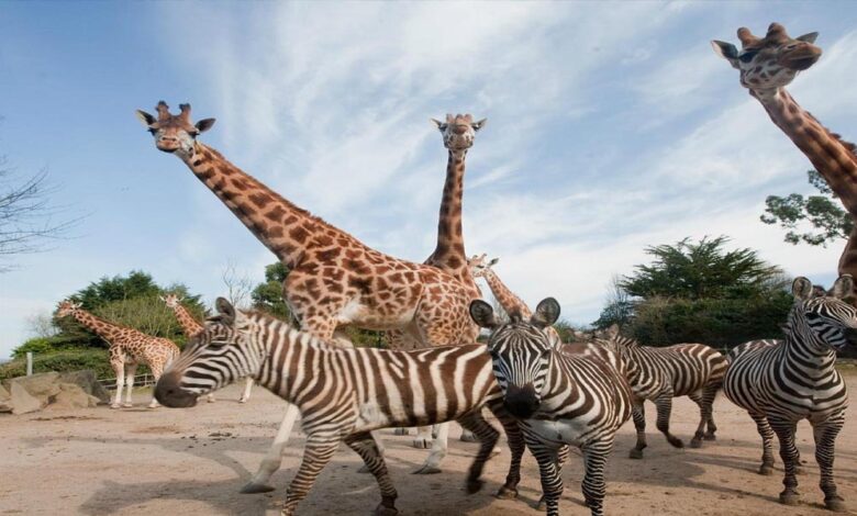 सिंहस्थ-2028 से पहले उज्जैन में बनेगा अंतरराष्ट्रीय स्तर का सफारी और जू, अनंत अंबानी के वनतारा प्रोजेक्ट के साथ टीम ने किया सर्वे सिंहस्थ-2028 से पहले उज्जैन में बनेगा अंतरराष्ट्रीय स्तर का सफारी और जू, अनंत अंबानी के वनतारा प्रोजेक्ट के साथ टीम ने किया सर्वे