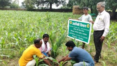 बंदूक की गूंज से फलों और फूलों की महक तक का सफर