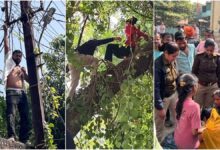 MP News: इंदौर में अवैध मकान हटाने पर युवक ने पकड़ा बिजली का तार, युवती पेड़ पर चढ़ी MP News: इंदौर में अवैध मकान हटाने पर युवक ने पकड़ा बिजली का तार, युवती पेड़ पर चढ़ी