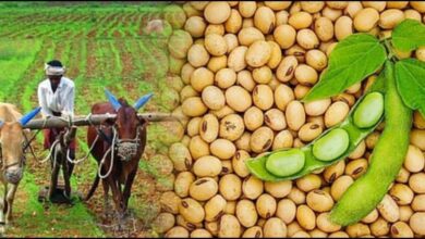 पीएम आशा योजना से दलहन-तिलहन की होगी समर्थन मूल्य पर खरीदी