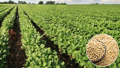 भावांतर योजना को गति देने मंडी बोर्ड लेगा 1,500 करोड़ का कर्ज