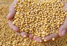 सोयाबीन किसानों को बड़ी राहत: भावांतर योजना में मॉडल रेट बढ़कर 4225 रुपये सोयाबीन किसानों को बड़ी राहत: भावांतर योजना में मॉडल रेट बढ़कर 4225 रुपये