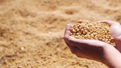 भावांतर योजना में आज बढ़कर 4077 रुपए मॉडल रेट जारी