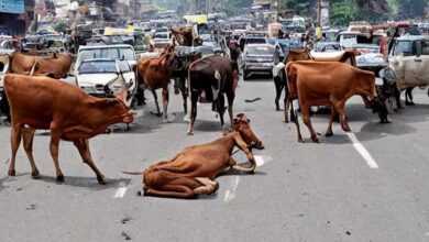 रायपुर : घुमंतू पशुओं के कारण होने वाले दुर्घटनाओं को रोकने एक माह तक विशेष अभियान चलाने के निर्देश